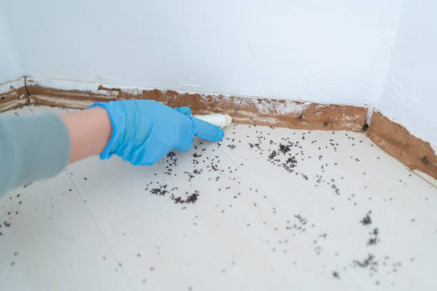 Best Local Pest Control Services  in Fellsburg, PA